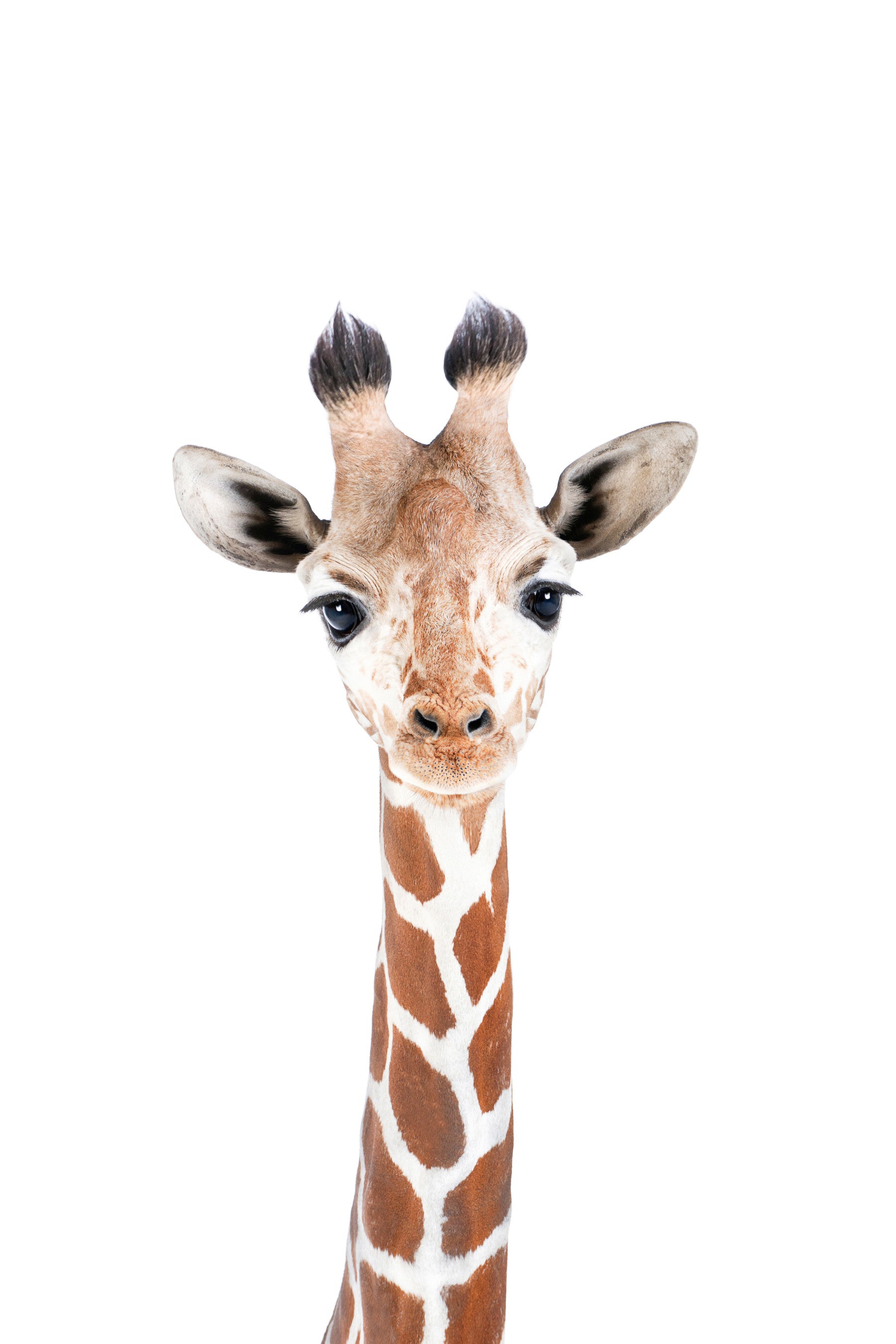Baby Giraffe Wall Mural