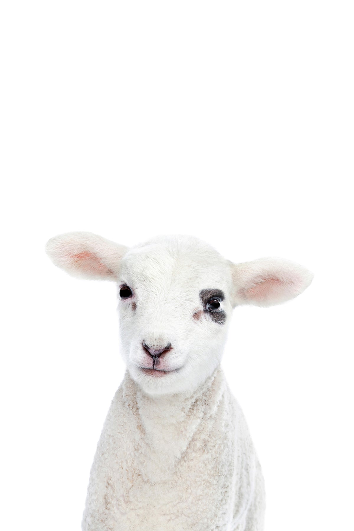 Baby Lamb Wall Mural in your room — zoomed