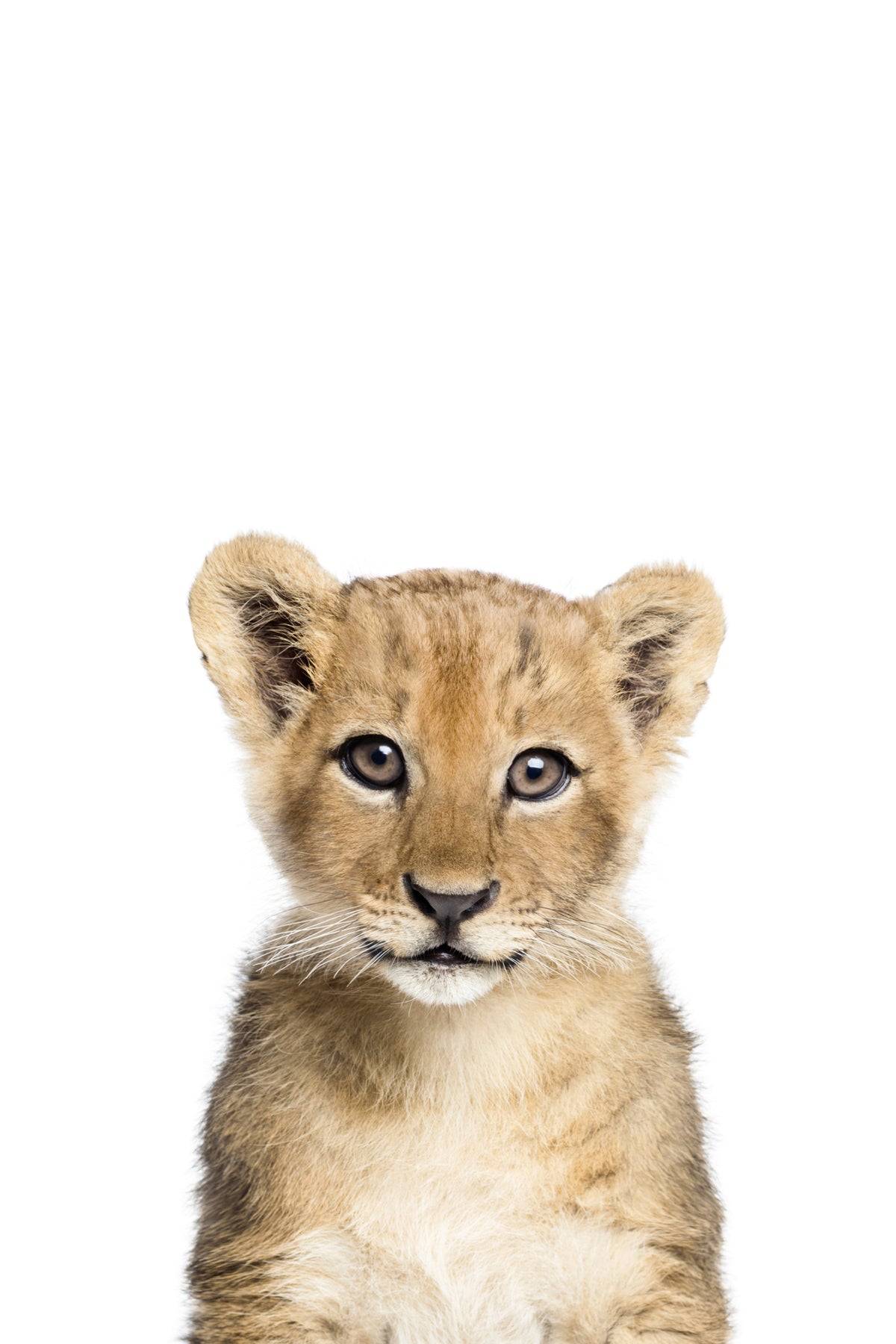 Baby Lion Wall Mural in your room — zoomed