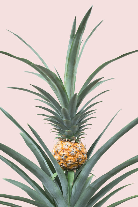 Baby Pineapple Wall Mural