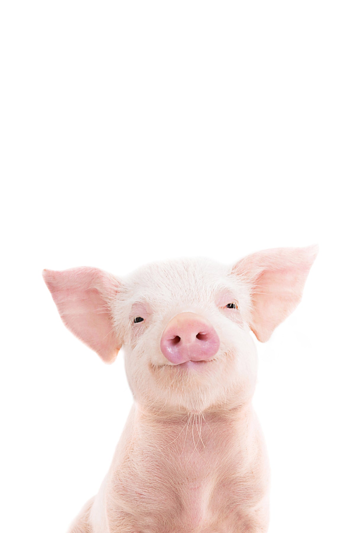 Baby Piglet Wall Mural in your room — zoomed