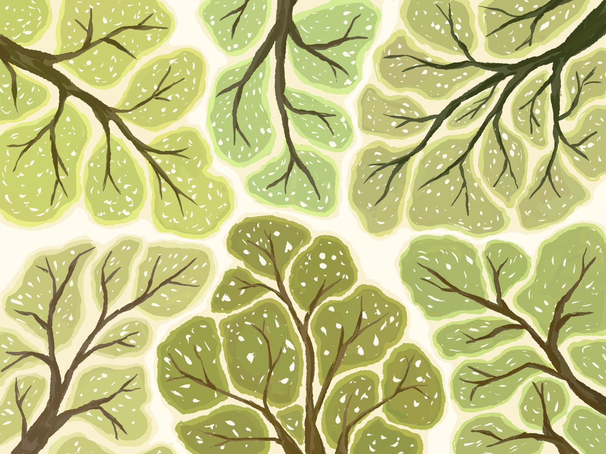 Crown Shyness - Forest Canopy Wall Mural in your room — zoomed