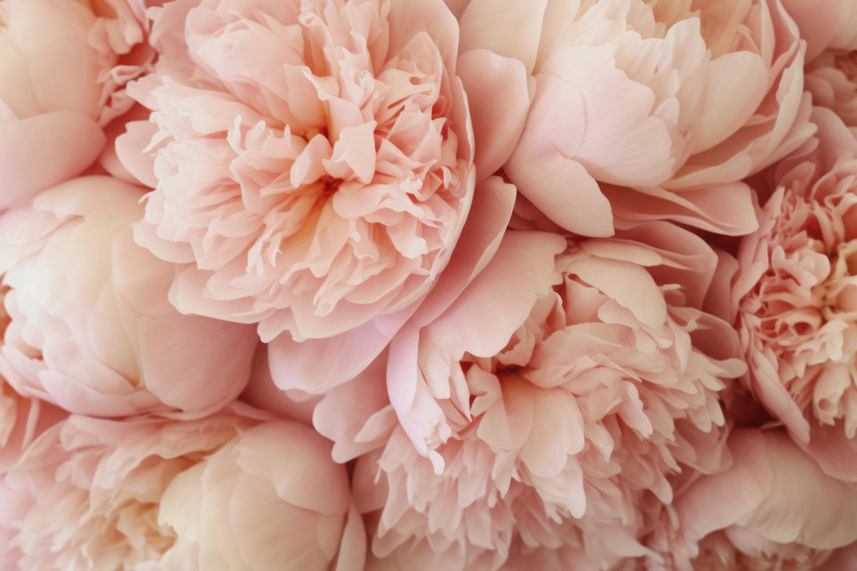 Pink Peony Dream Wall Mural in your room