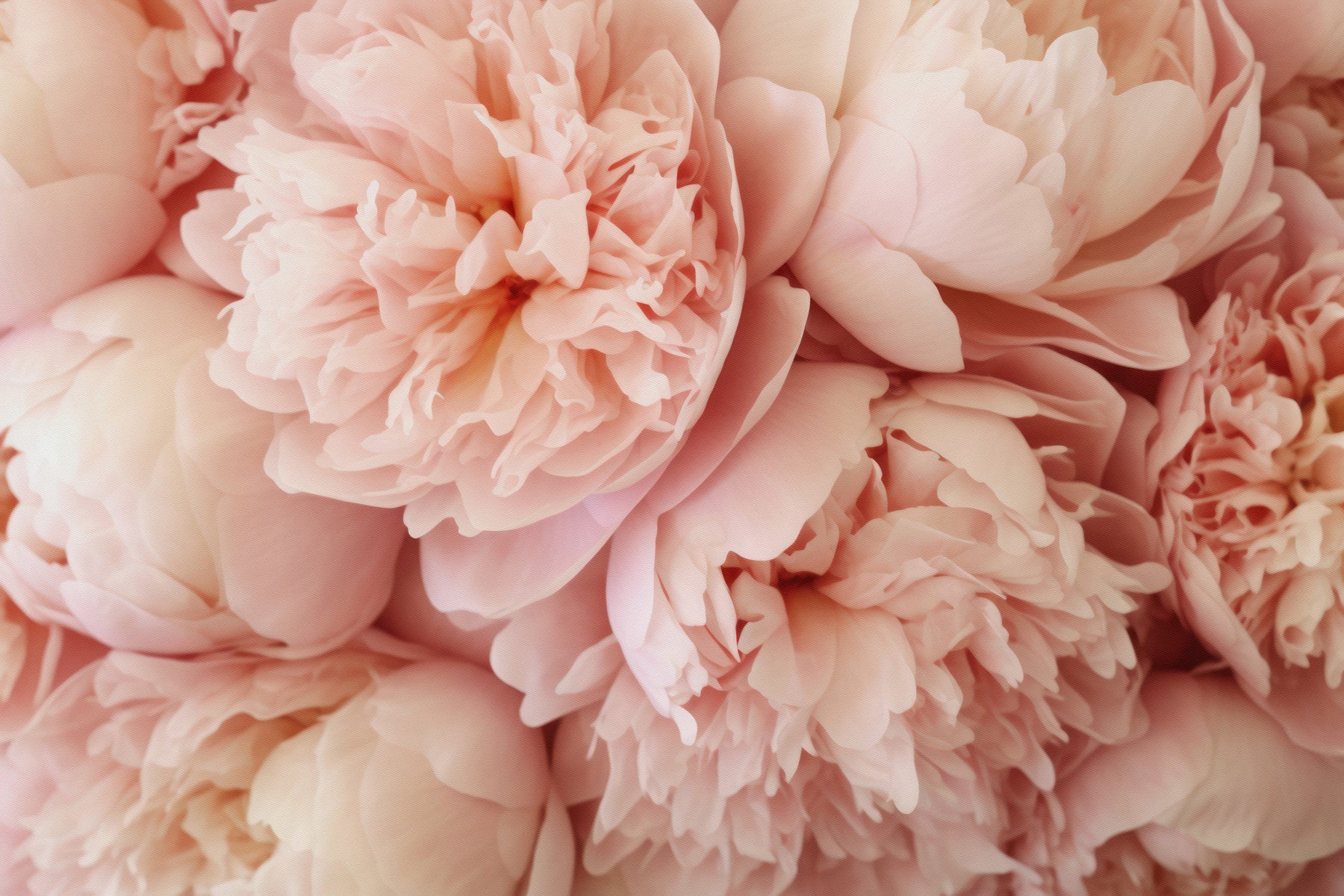 Pink Peony Dream Wall Mural