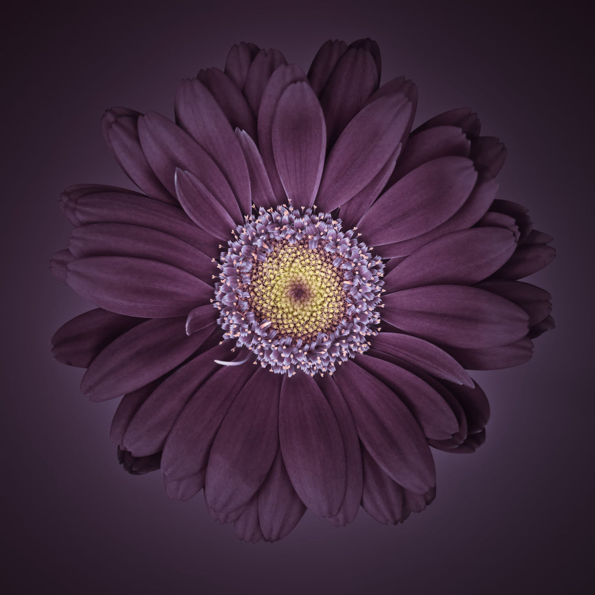 Velvet Bloom Wall Mural in your room