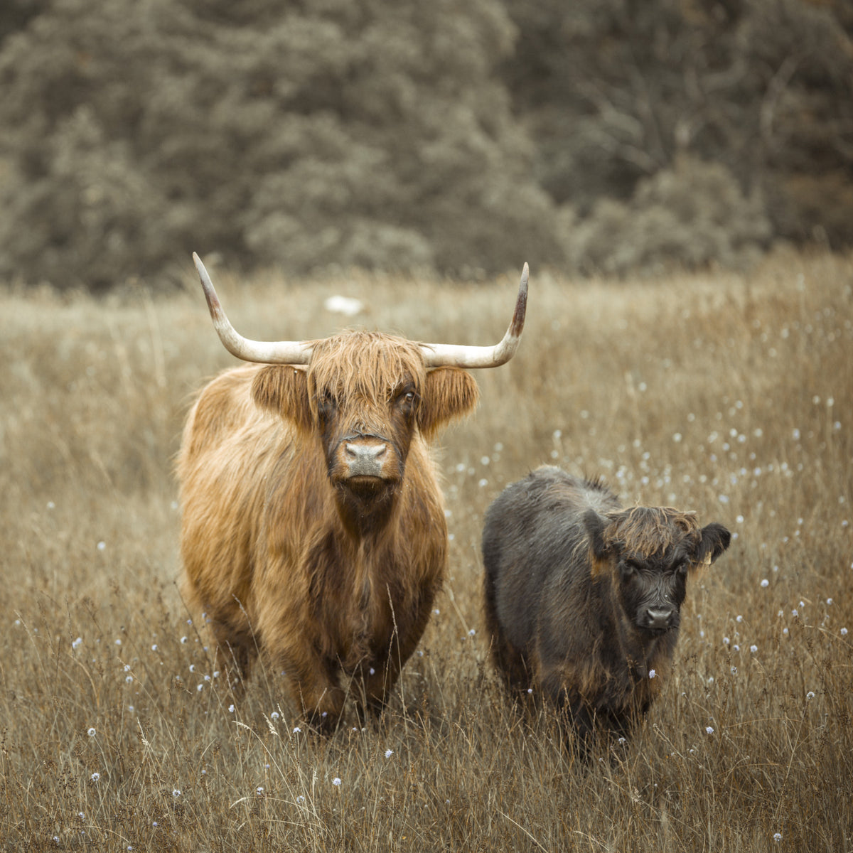 Highland Cows Wall Mural in your room