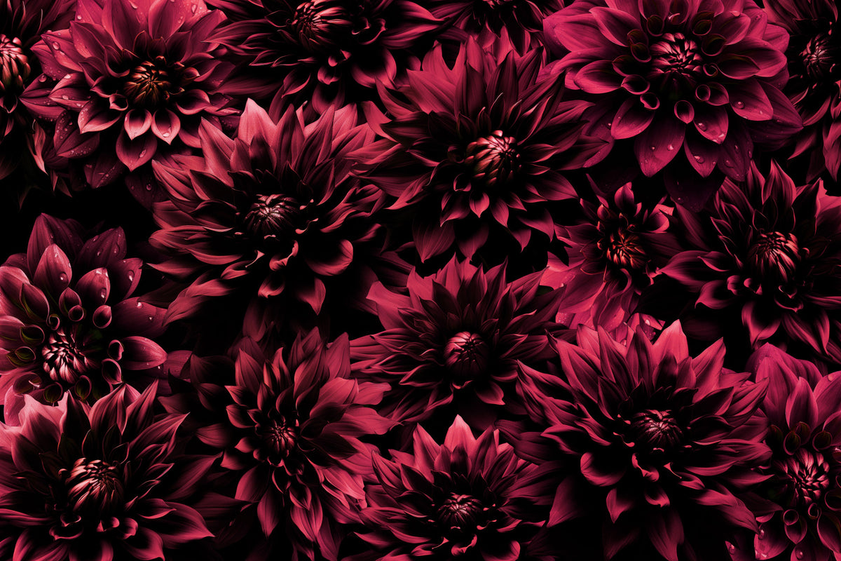 Midnight Burgundy Dahlia Wall Mural in your room