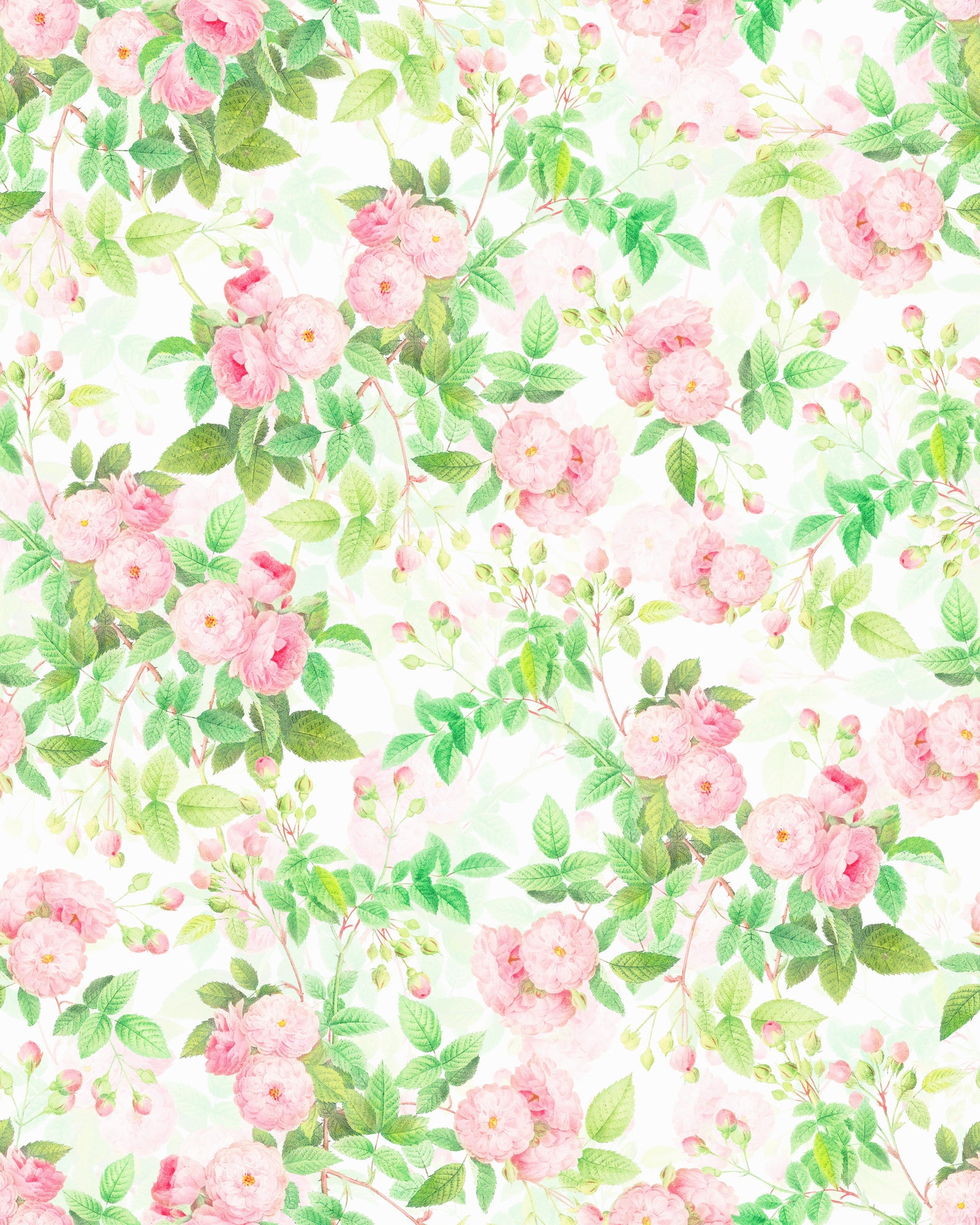 Pink Rose Watercolor Dream Wallpaper⁠