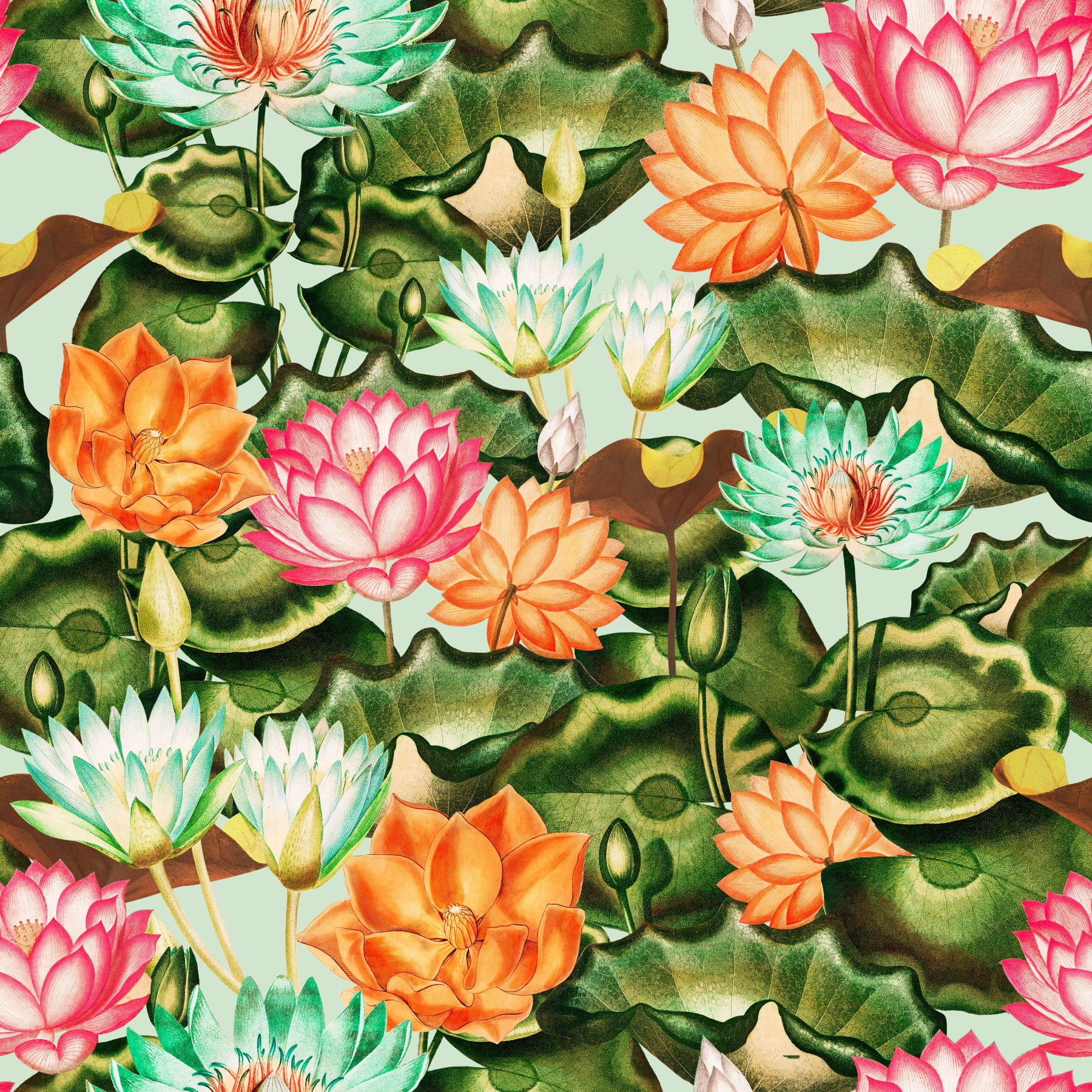 Water Lily Dreams Wallpaper⁠