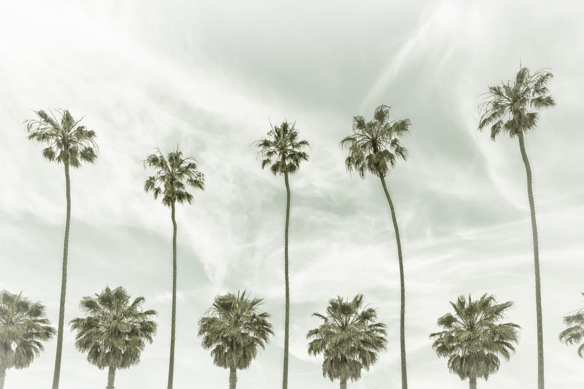 Vintage Palm Trees Wall Mural in your room