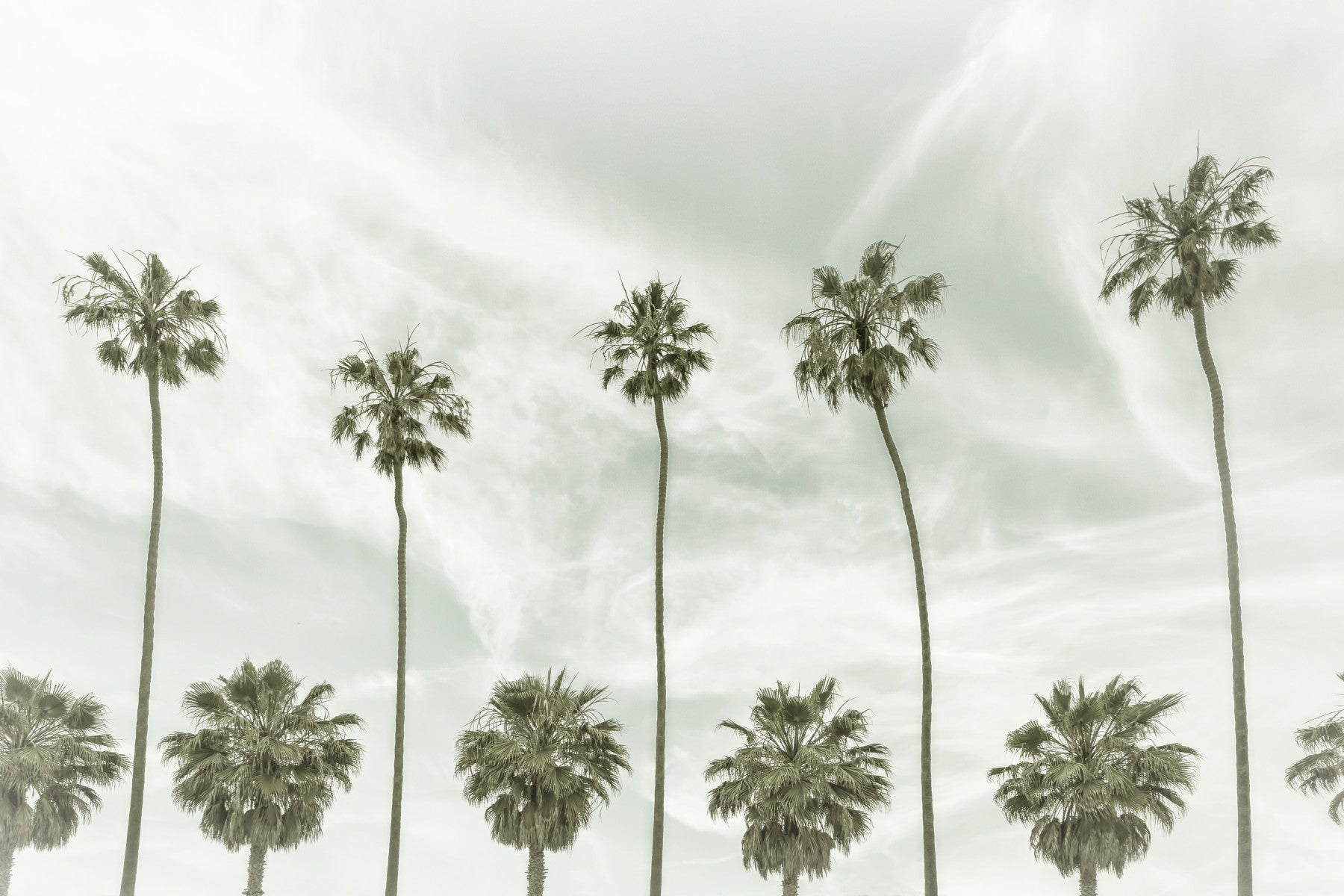 Vintage Palm Trees Wall Mural