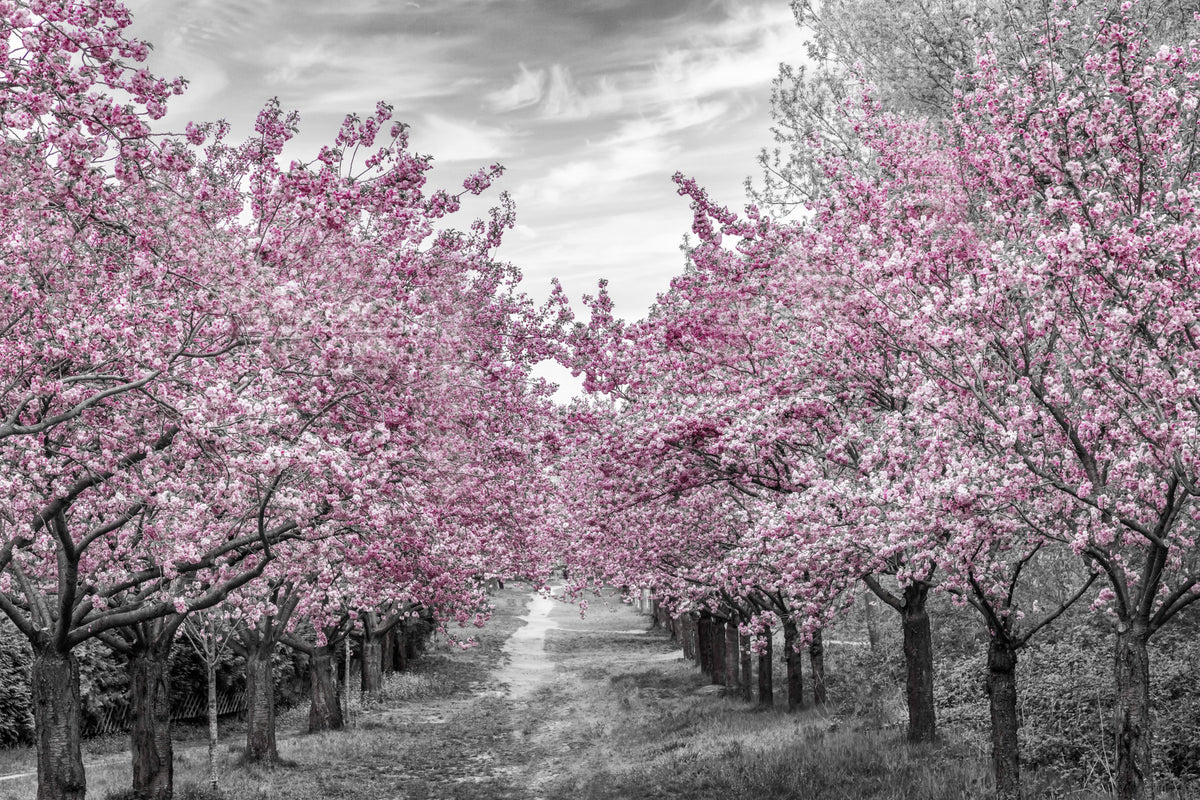 Charming cherry blossom alley Wall Mural in your room