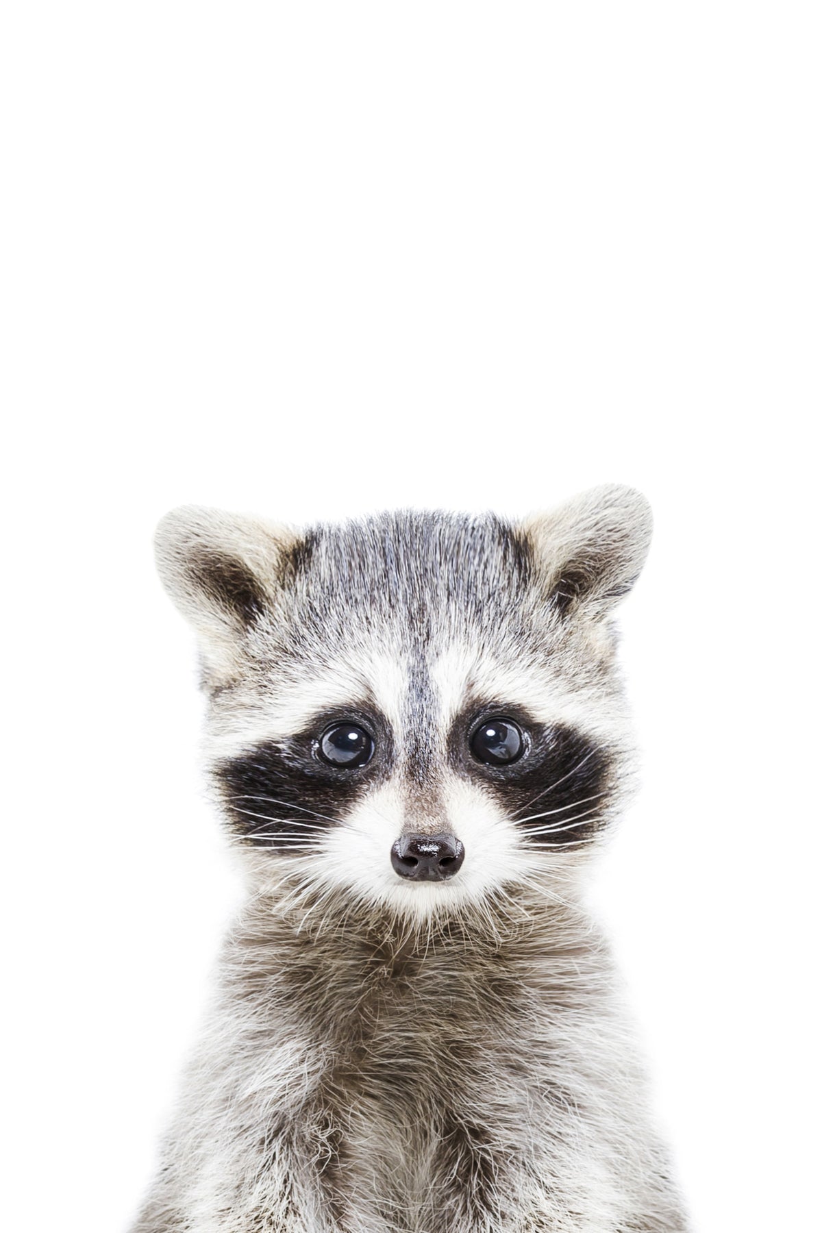 Baby Raccoon Wall Mural in your room