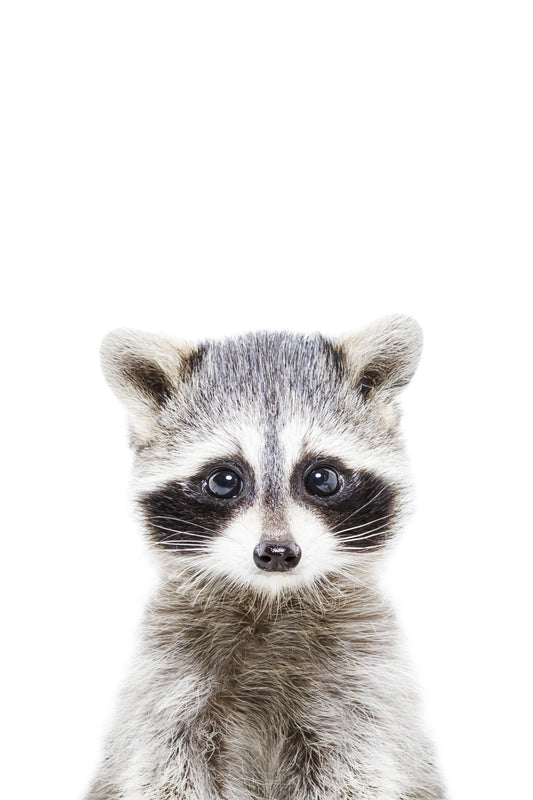 Baby Raccoon Wall Mural