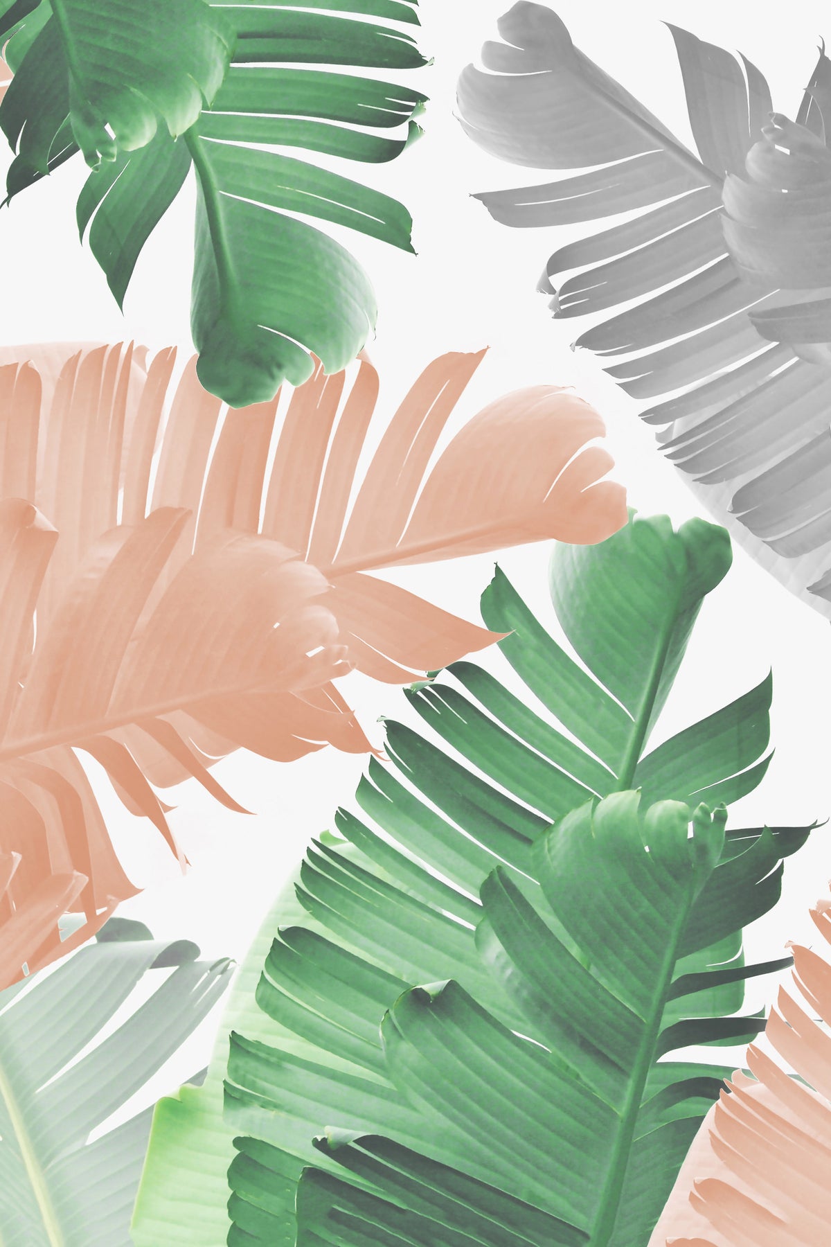 Banana Leaf Play Wall Mural in your room — zoomed