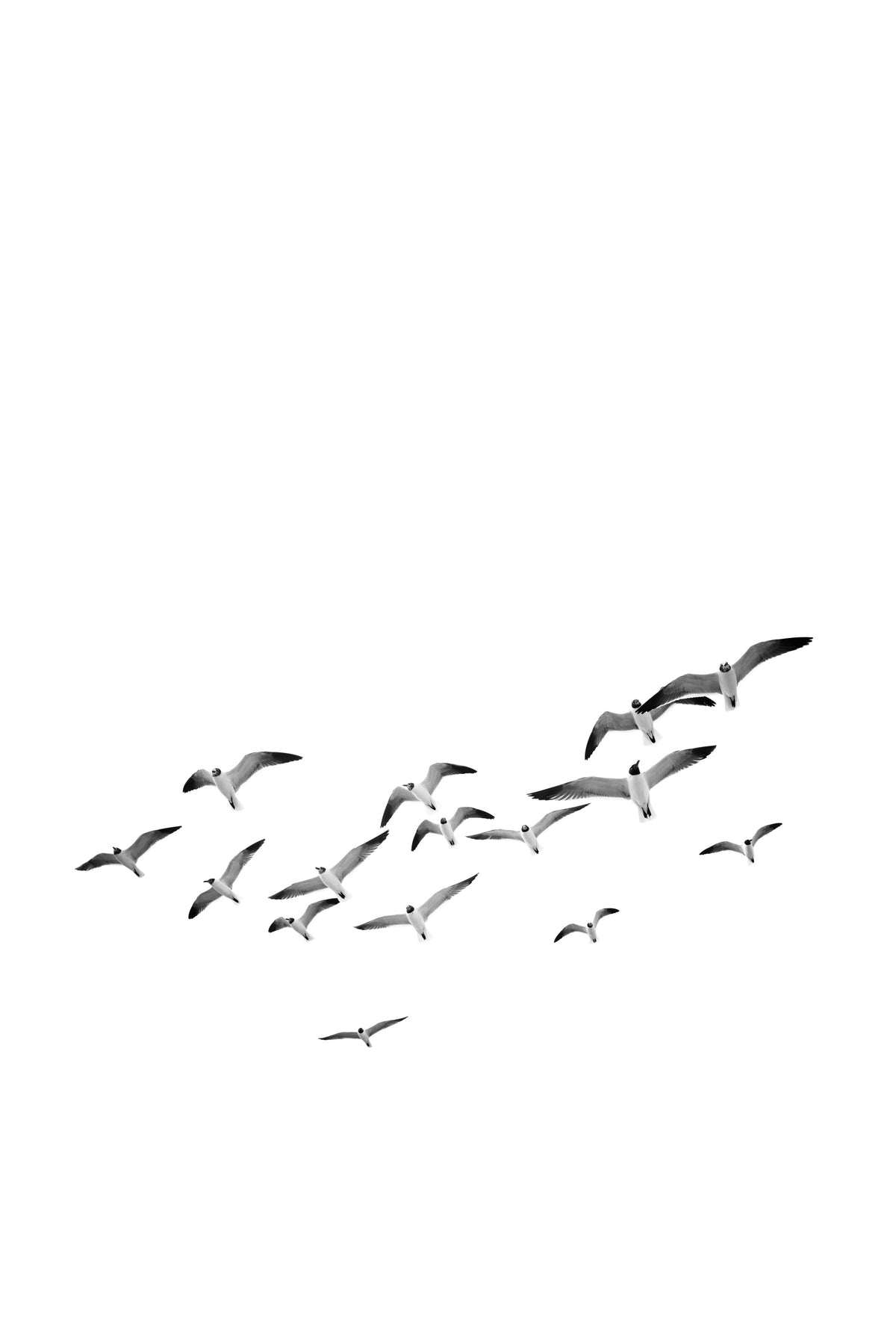 Flying Birds Vertical Wall Mural in your room — zoomed