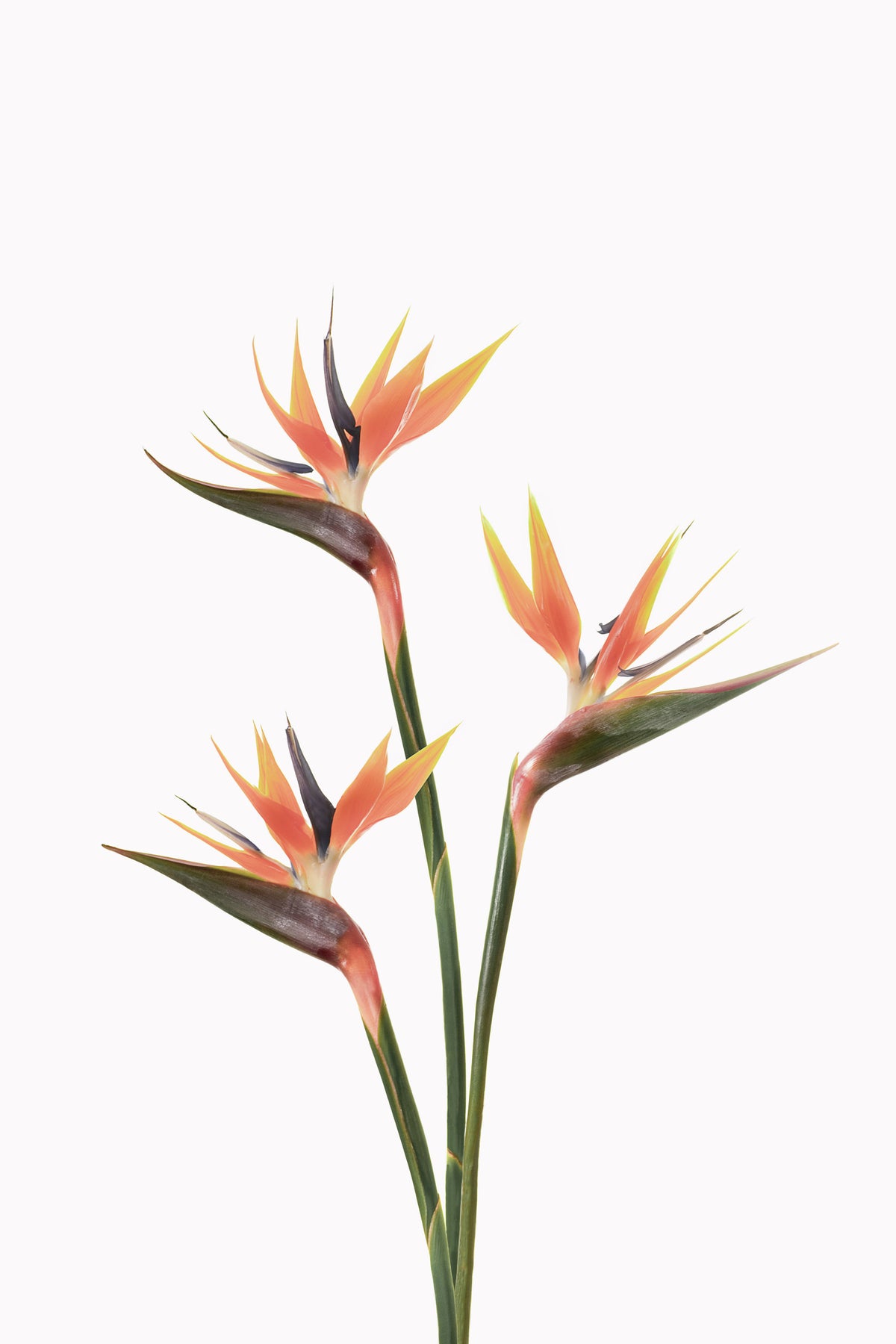 Bird of Paradise Bloom Wall Mural in your room