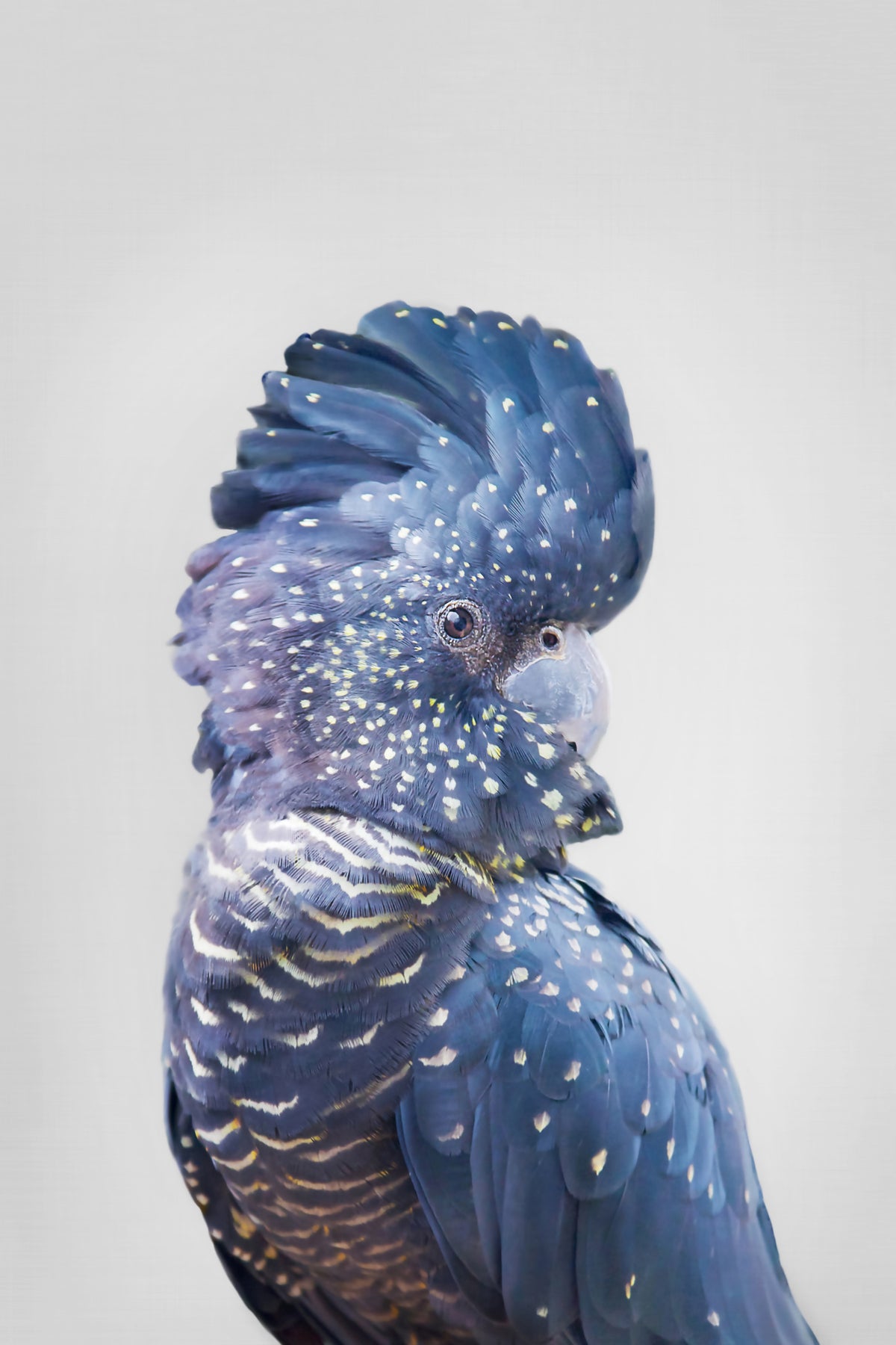 Black Cockatoo Wall Mural