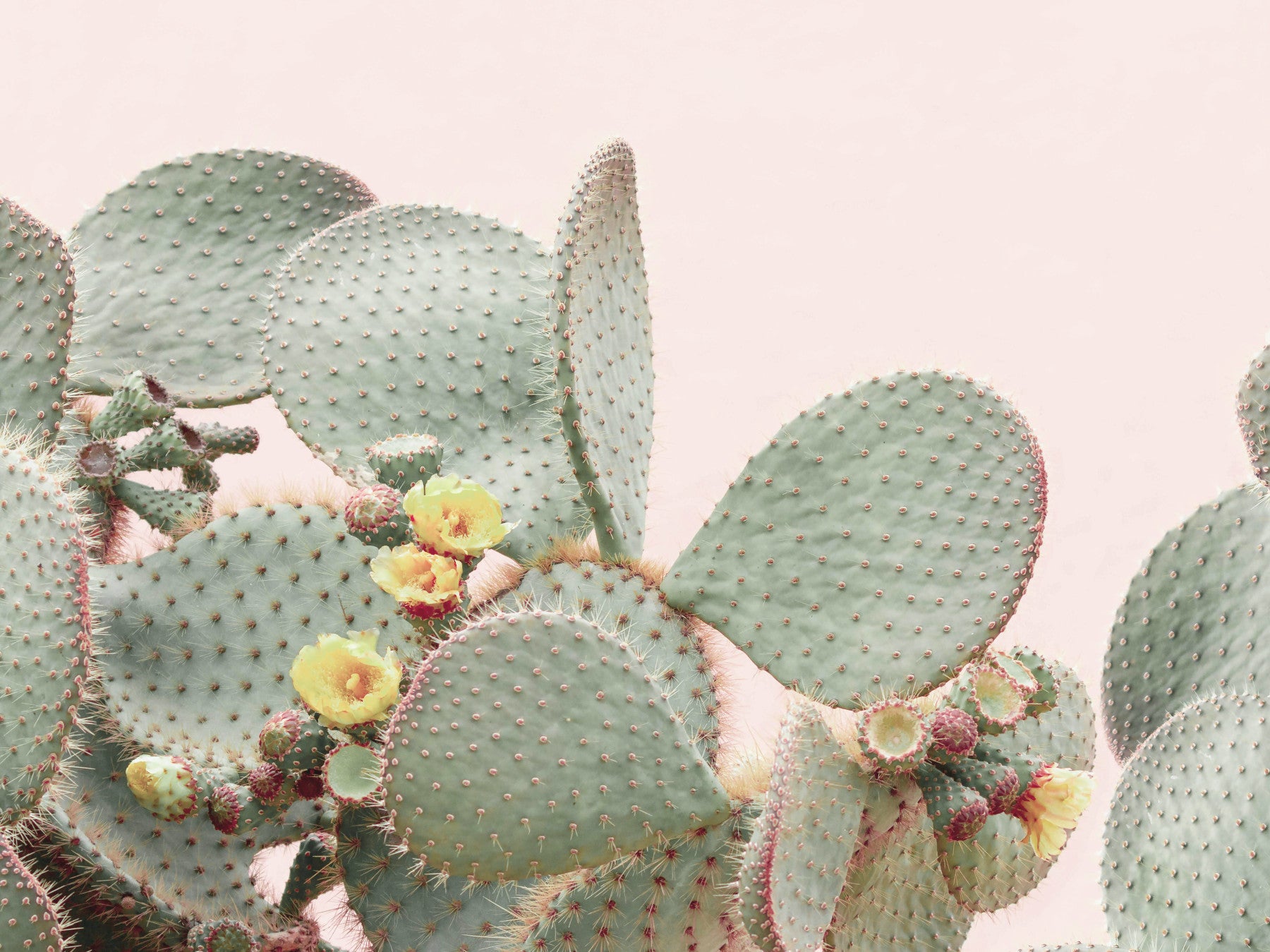Cactus Blossom Dreams Wall Mural