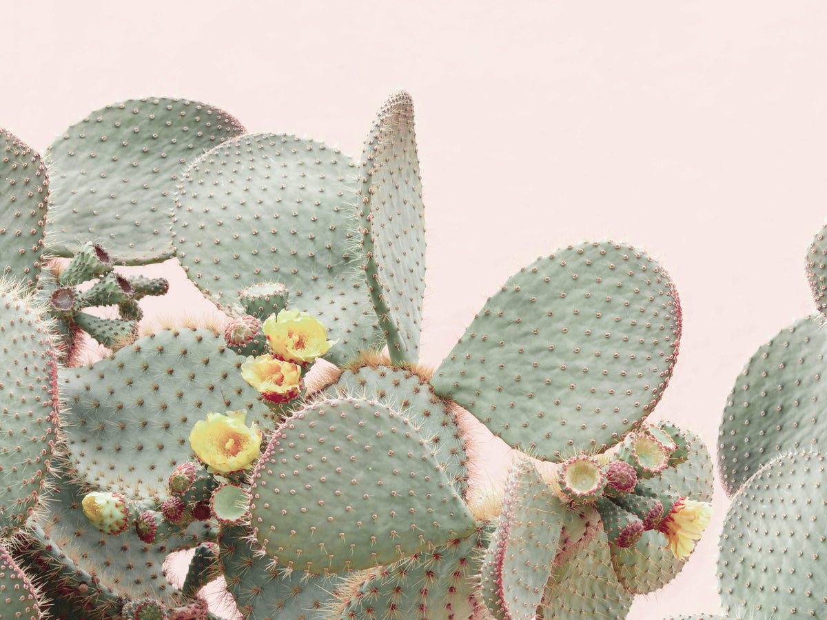 Cactus Blossom Dreams Wall Mural in your room — zoomed