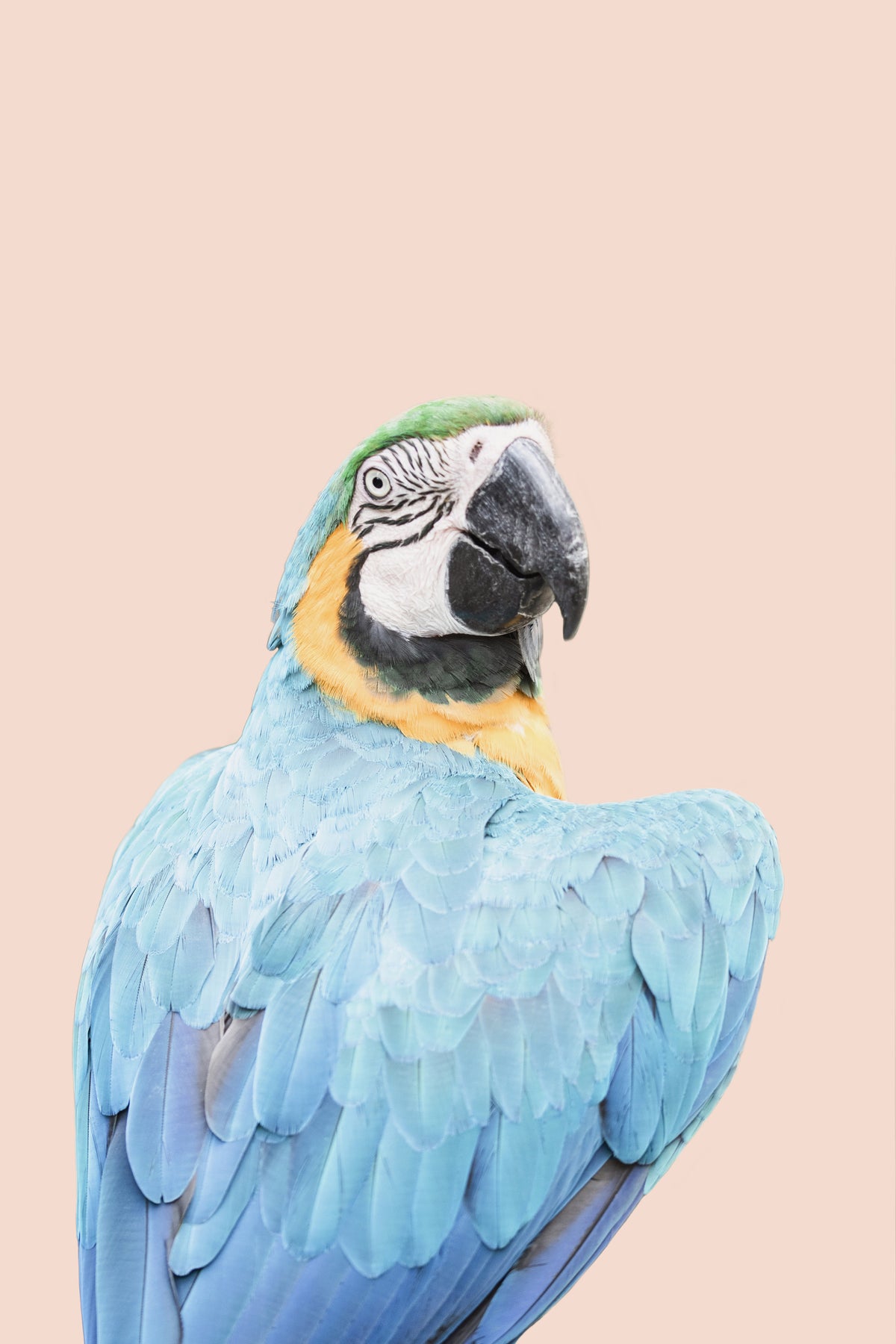 Blue Macaw Wall Mural in your room — zoomed