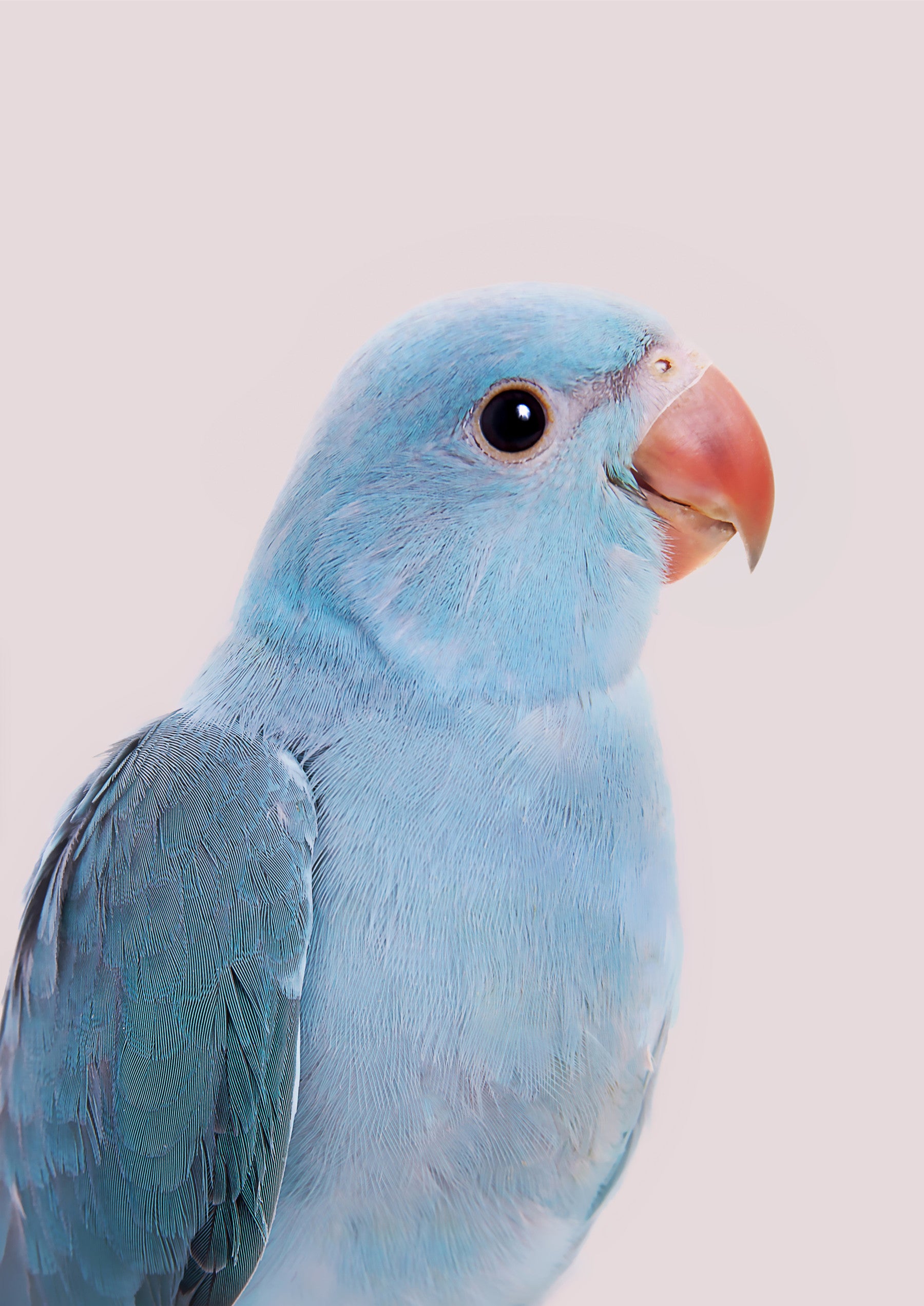 Lovebird Wall Mural in your room — zoomed