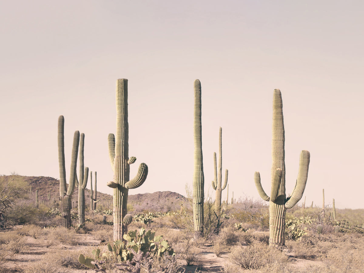 Blush Cactus Field Wall Mural in your room — zoomed