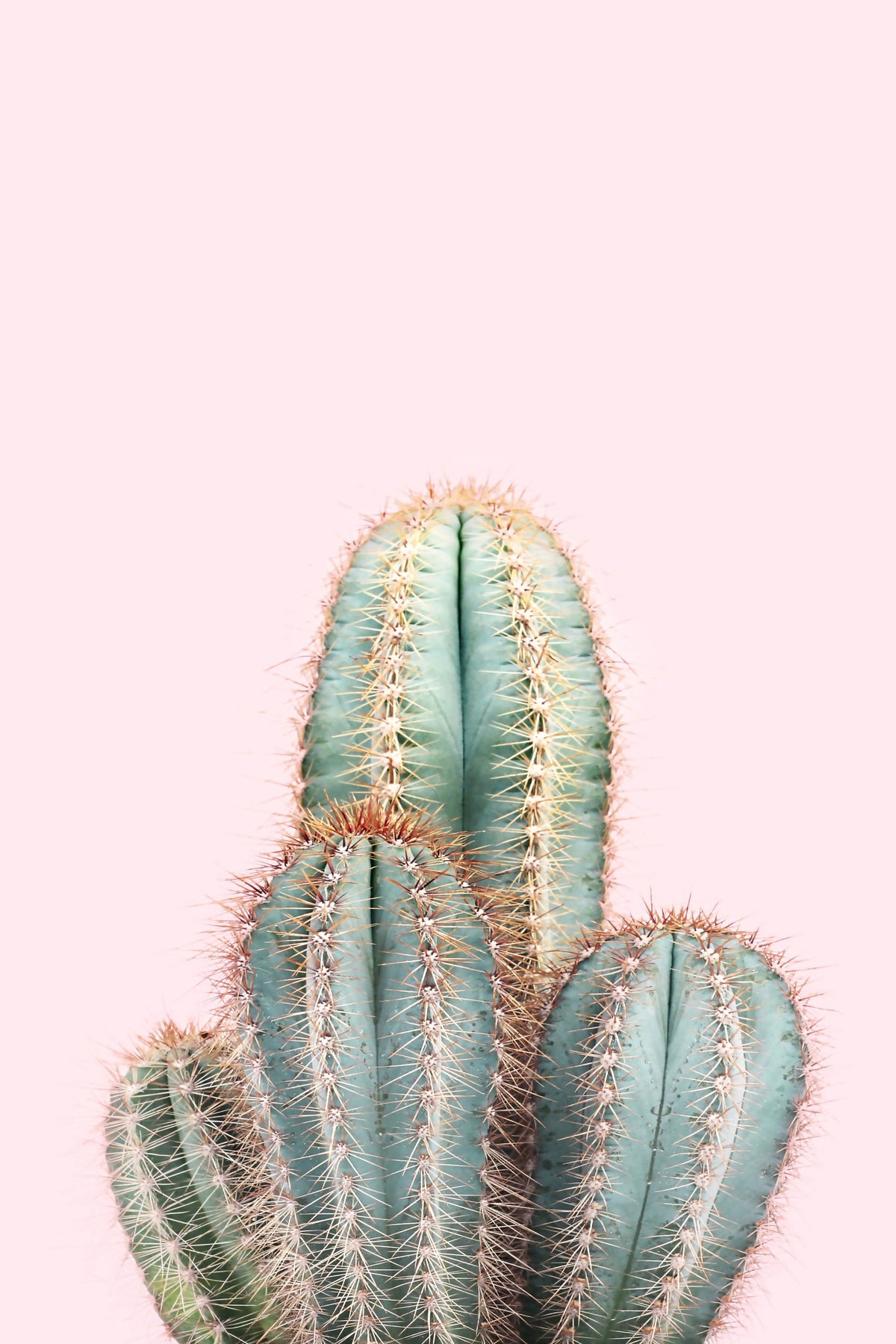 Blush Cactus Wall Mural in your room