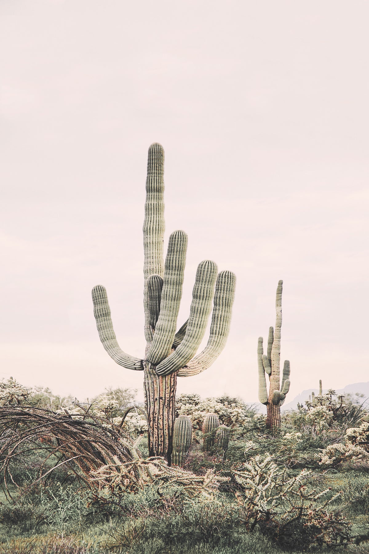Desert Majesty Wall Mural in your room — zoomed