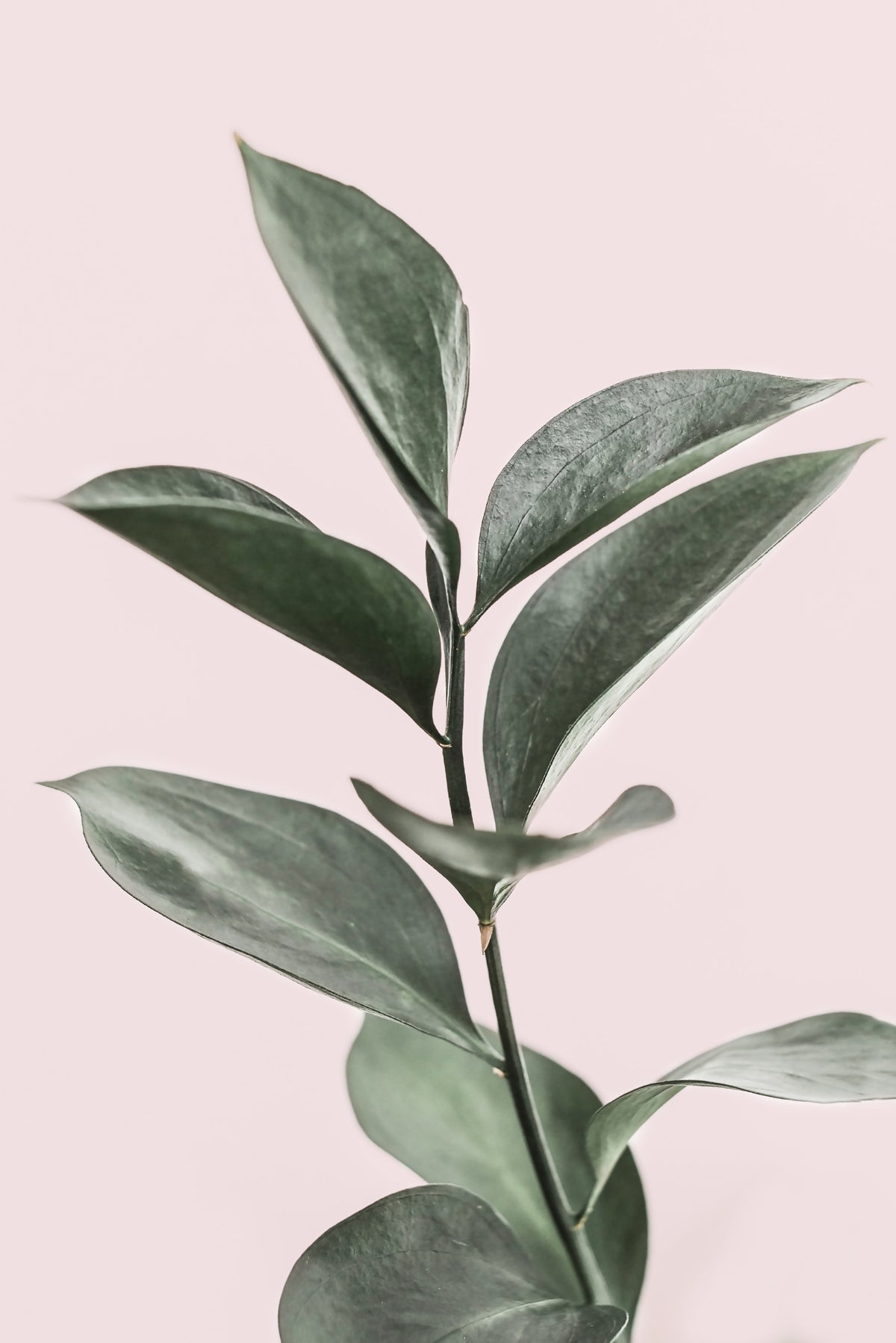 Pink & Green Harmony Wall Mural in your room