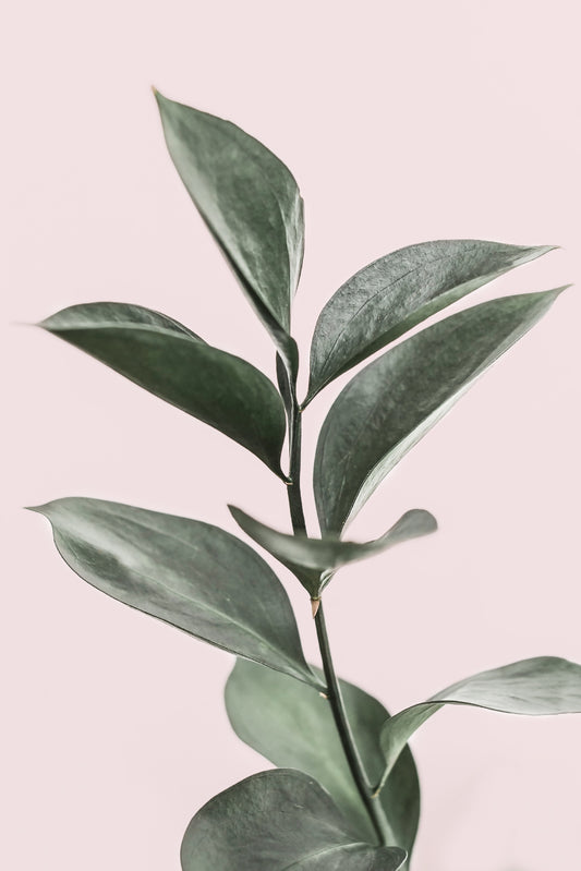 Pink & Green Harmony Wall Mural