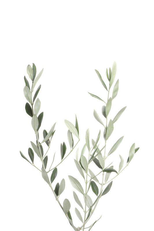Botanical III Wall Mural