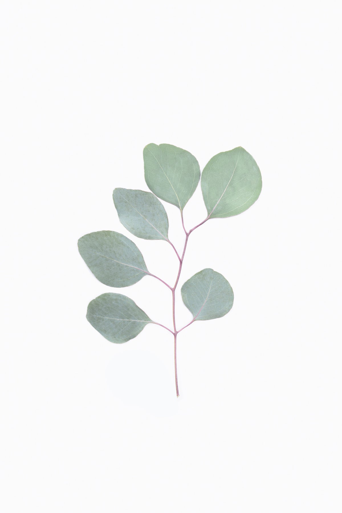 Eucalyptus Elegance Wall Mural in your room