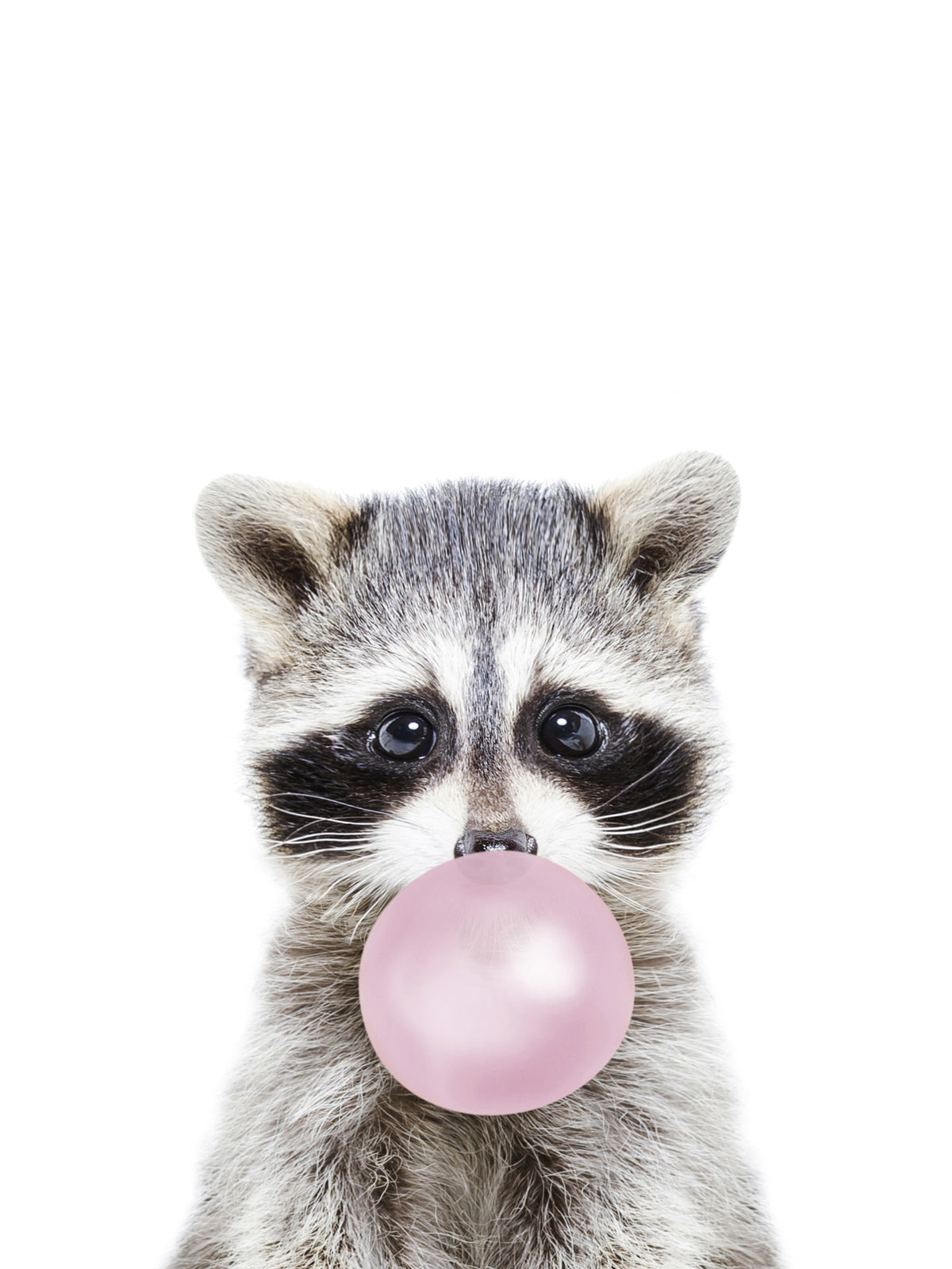 Bubble Gum Racoon Wall Mural in your room — zoomed