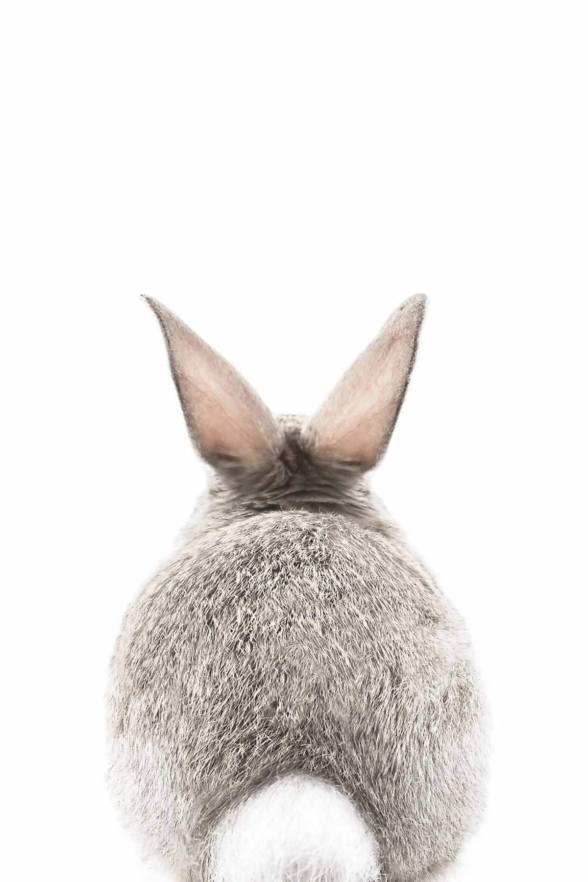 Bunny Tail Wall Mural in your room