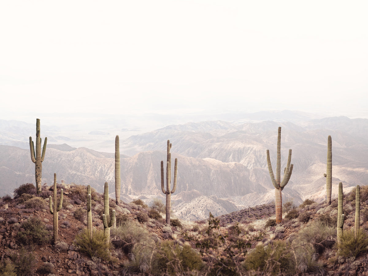 Desert Vista Serenity Wall Mural in your room