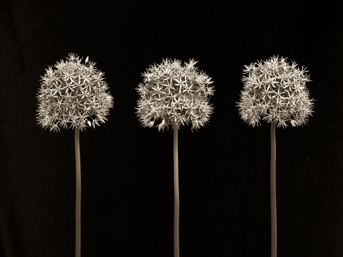 Three Alliums on Black Wall Mural in your room