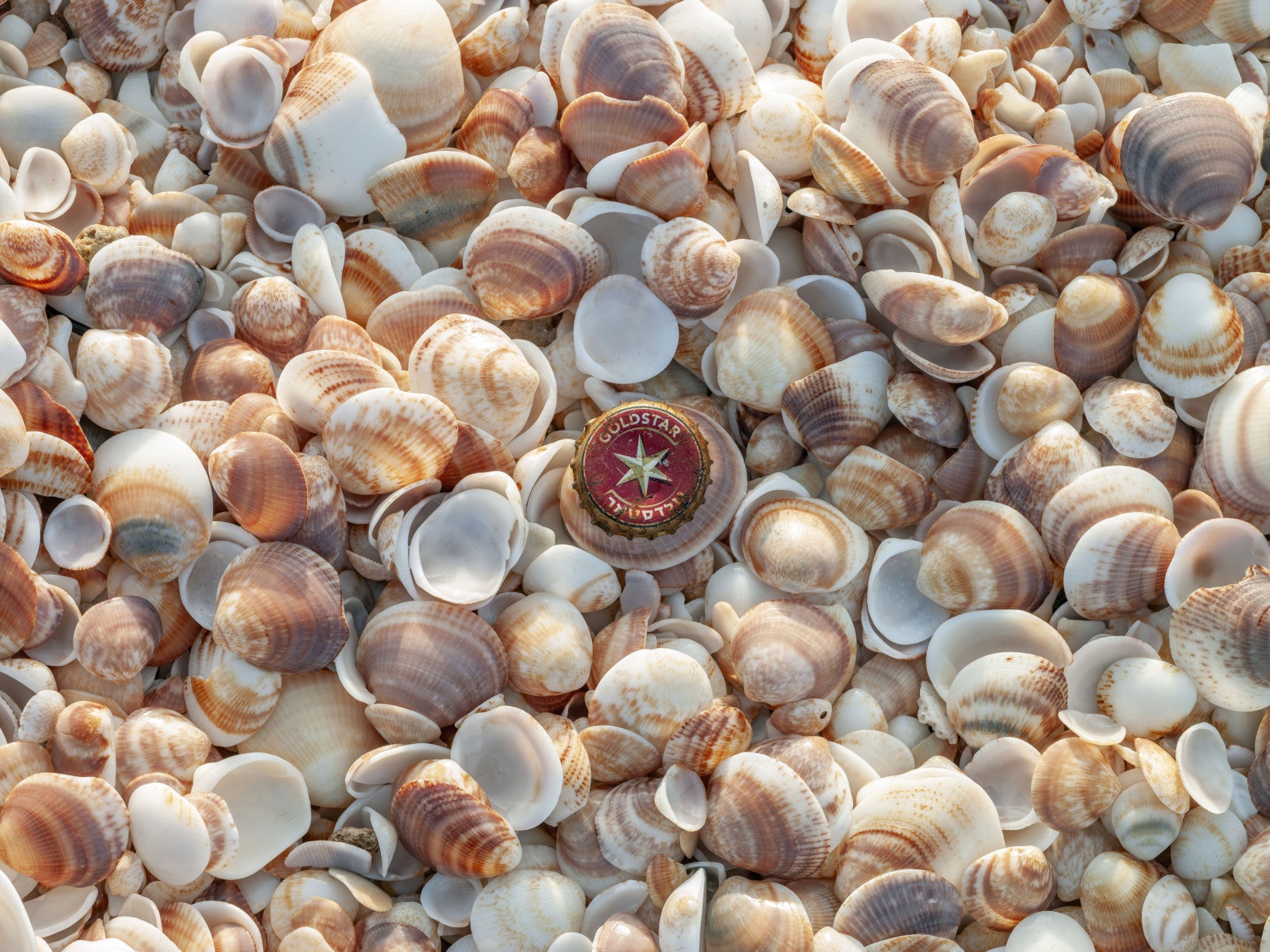 Beach Treasures Wall Mural