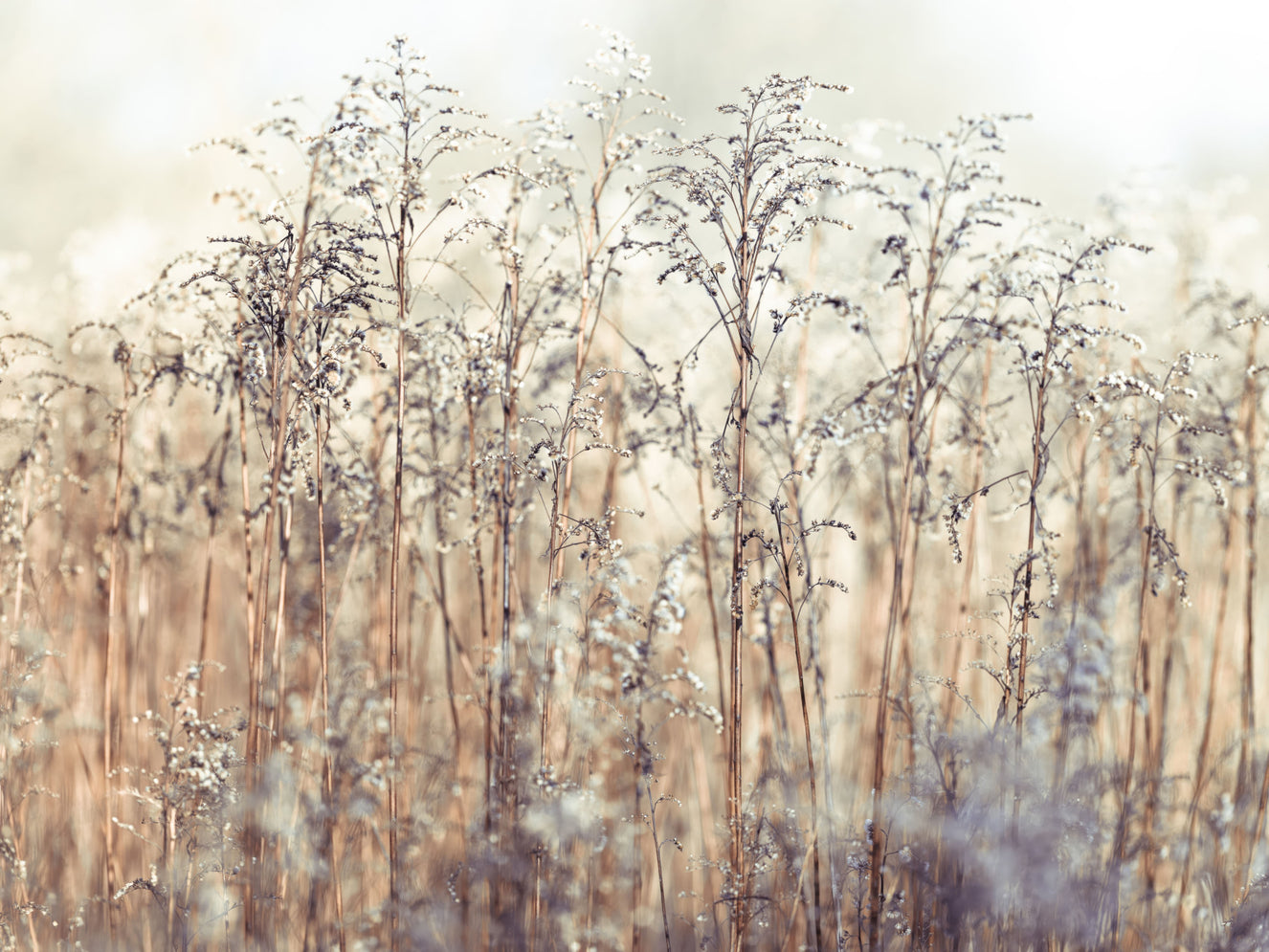 Grass Reeds Wall Mural
