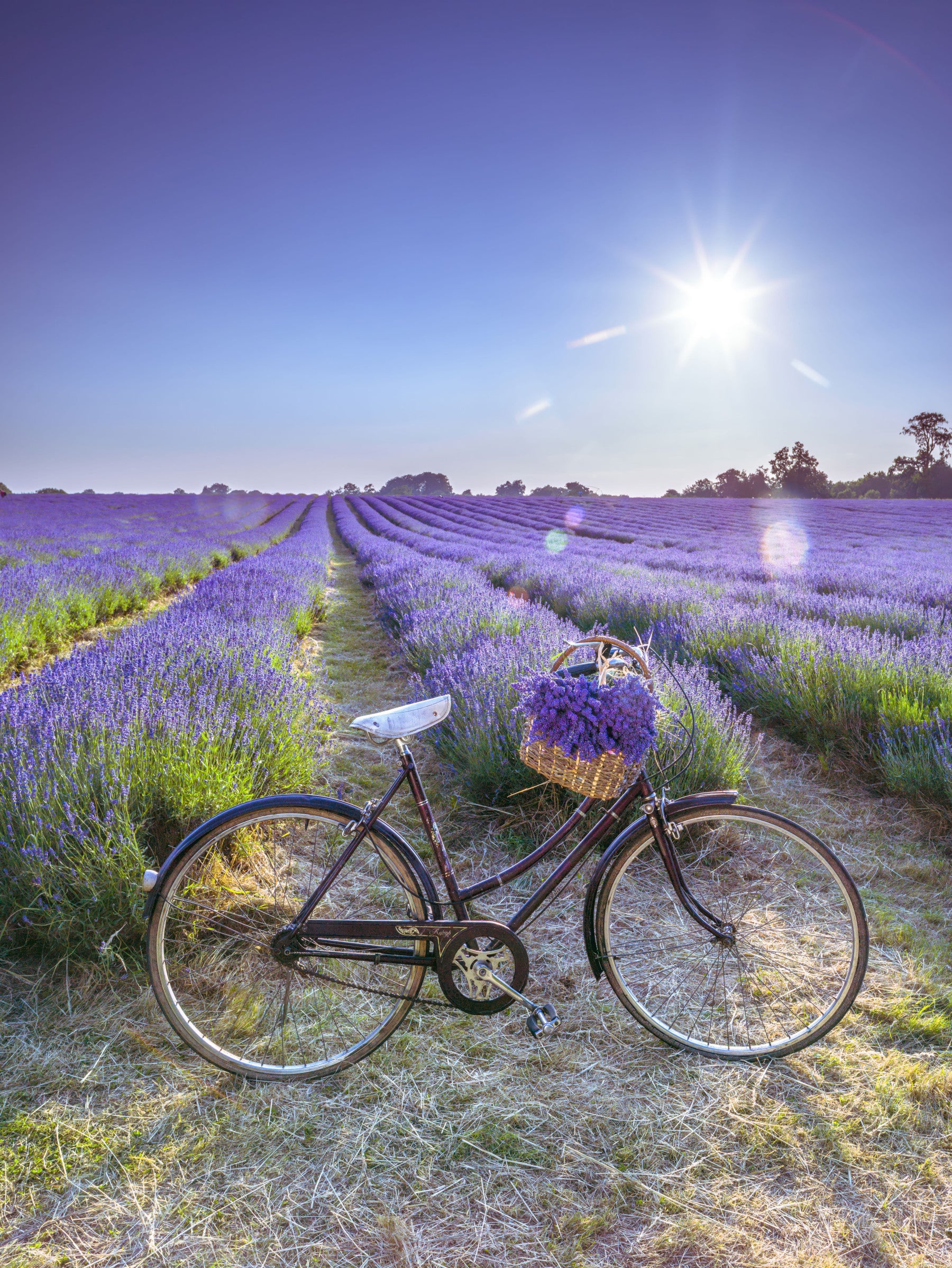 Cycle in Lavender Field Wall Mural