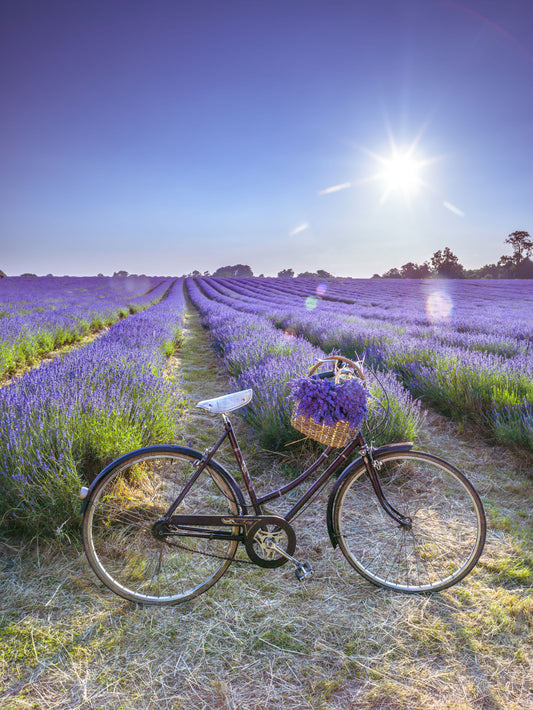 Cycle in Lavender Field Wall Mural