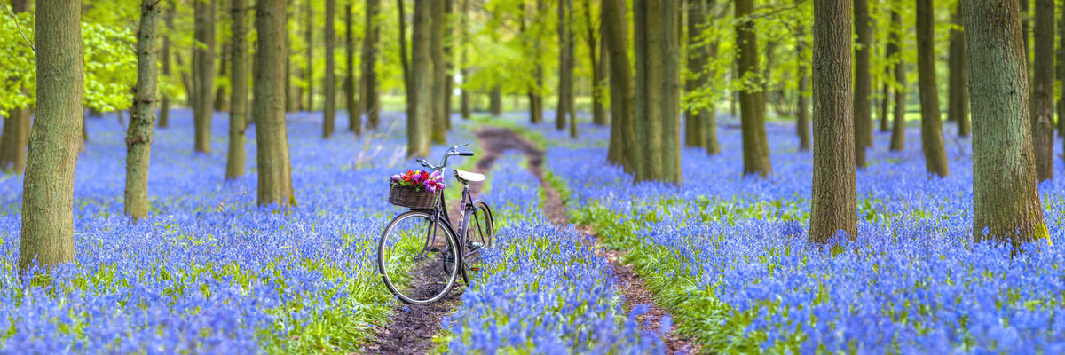 Bluebell Bicycle Dreams Wall Mural
