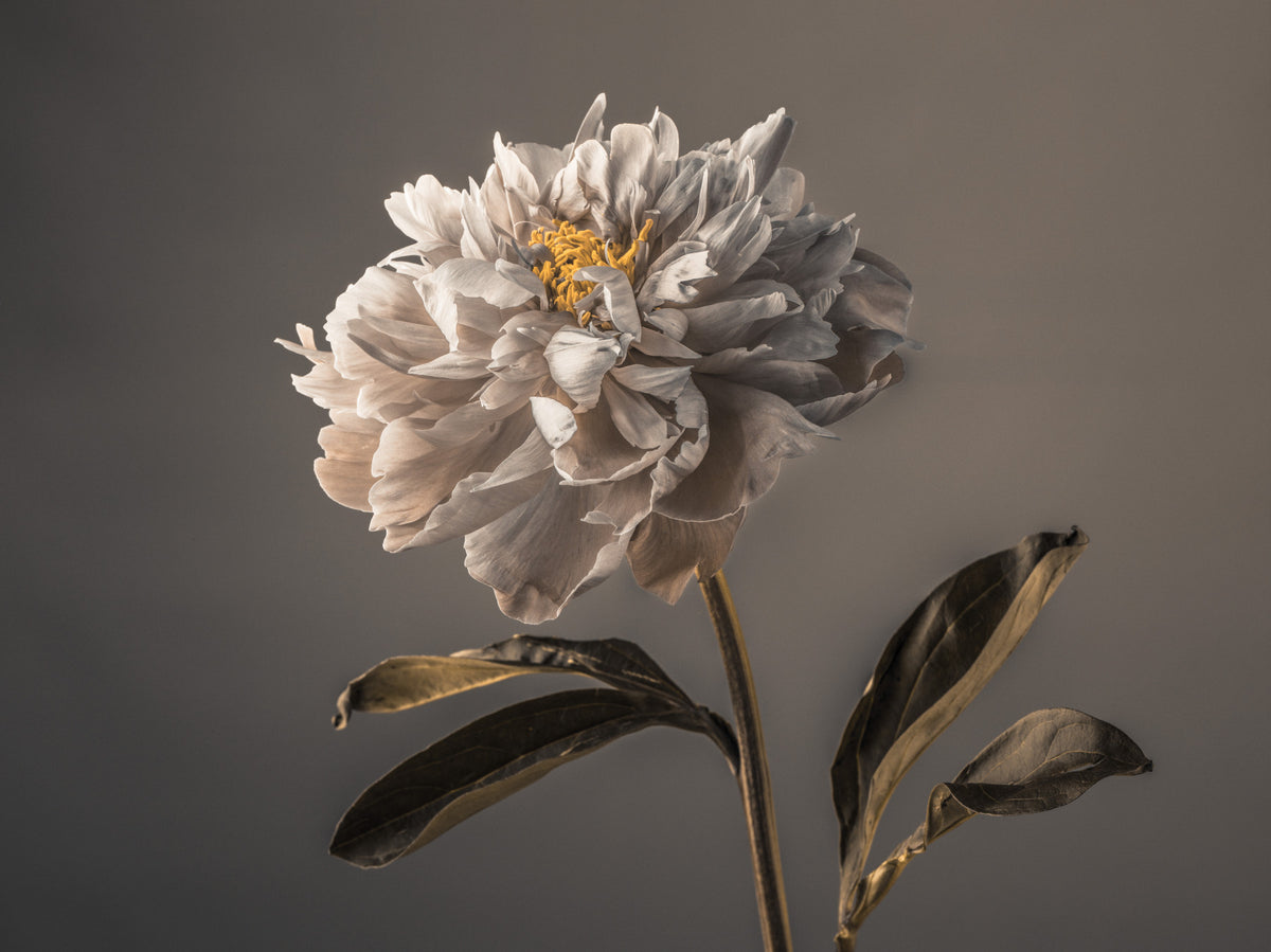 Graceful Blooms Wall Mural in your room