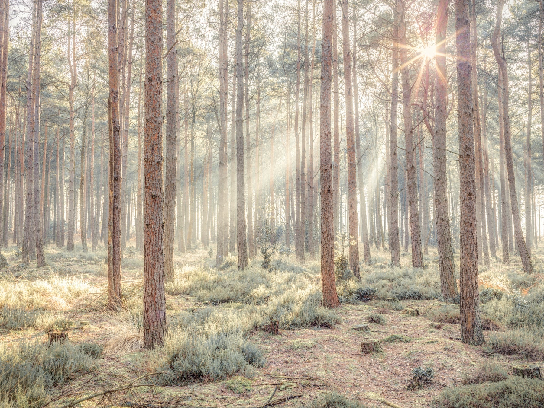 Sunrise's Kiss in the Misty Forest Wall Mural in your room — zoomed