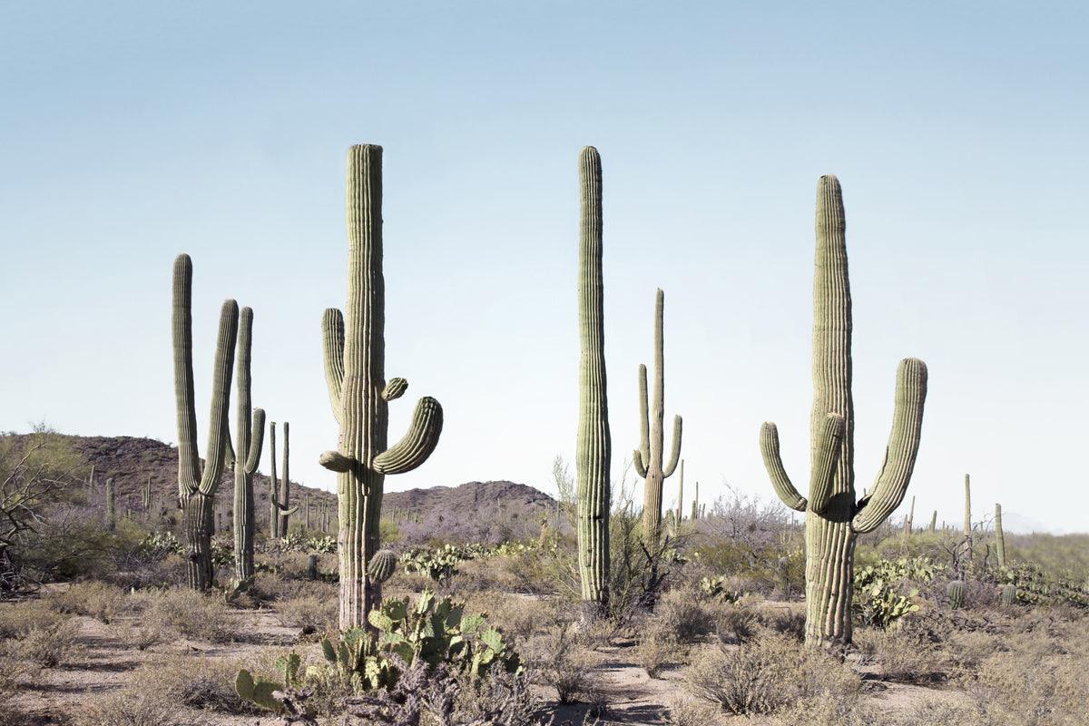Cactus Land Wall Mural in your room