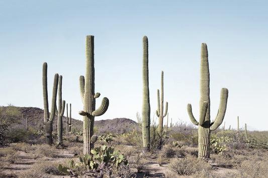 Cactus Land Wall Mural