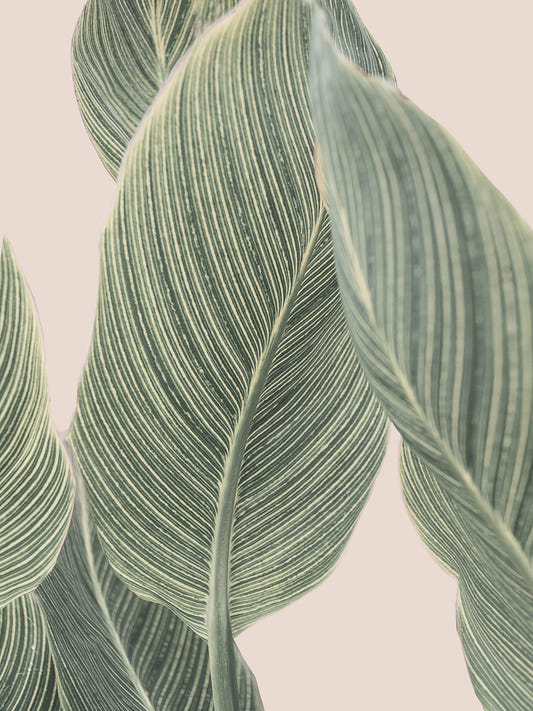 Botanical Lines Wall Mural