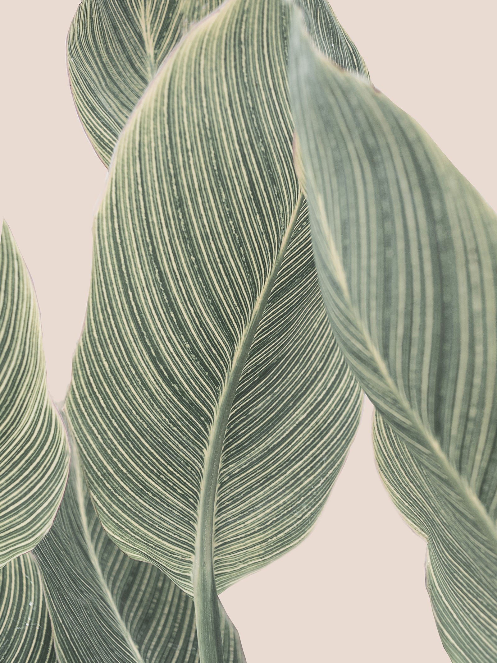 Botanical Lines Wall Mural in your room
