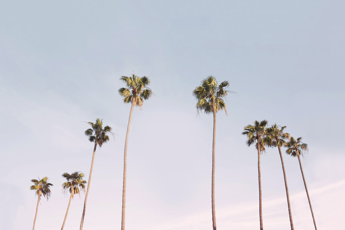 California Dreaming Wall Mural in your room — zoomed