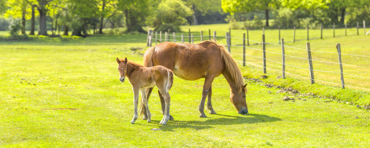 Horse with Foal Wall Mural in your room — zoomed